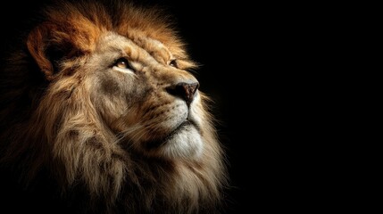Naklejka premium Close-up of a majestic lion with a flowing mane, set against a stark black background. It appears to be gazing upwards with a look of strength