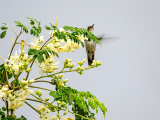 un colibri en vol stationnaite derrière des fleurs plaines de nectar © Lenaick