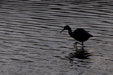 Bird carefully walking through water
