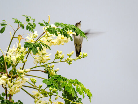un colibri en vol stationnaite derri&egrave;re des fleurs plaines de nectar