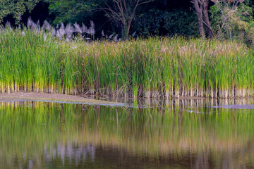 Selective focus of grass Typha angustifolia, Narrowleaf cattail are upright perennial plants that...