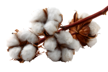 Fresh Cotton Bolls on Stem Ready for Harvesting and Textiles Production