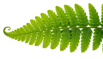 Close-up of a vibrant green fern frond with a spiral tip, against a black background