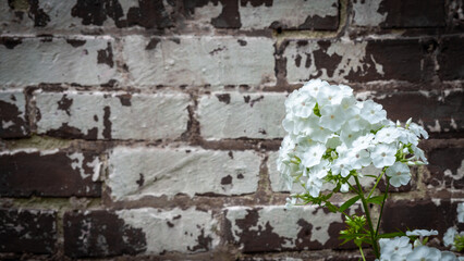White phlox and rustic brick wall