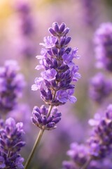 Fototapeta premium Close-up of a vibrant lavender flower stalk in a field of purple flowers, with warm sunlight filtering through.