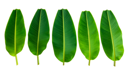 Five vibrant green banana leaves with distinct veining, isolated on a stark black background