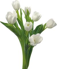 A beautiful bouquet of pristine white tulips with vibrant green stems against a dark background