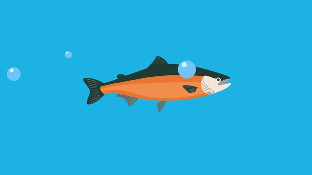 Animated video of goal salmon in the sea. Sea animals concept. Full length animation illustration. High quality&nbsp;4k&nbsp;footage