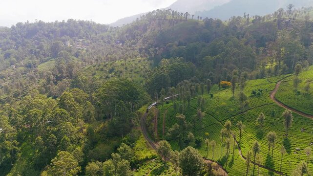Drone Pedestal Down Shot of Train Coming Through Tea Estate