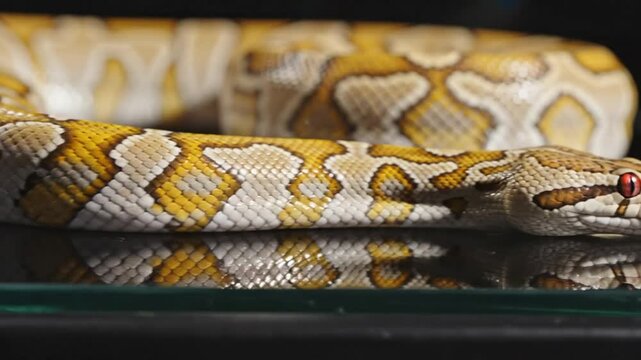 Close-up of a Reticulated Python with Red Eyes and Reflective Scales on a Glass Surface
