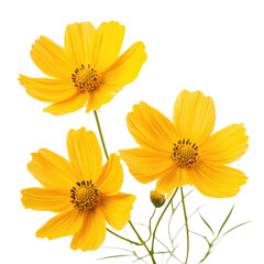 Three Vibrant Yellow Cosmos Flowers Blooming Isolated on Transparent Background Displaying Delicate Petals and Detailed Texture