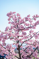 Obraz premium 日本の岡山県にある浦安公園の河津桜