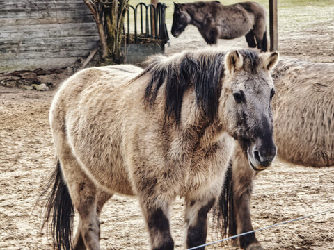 Pferd auf Koppel im l&auml;ndlichen Bereich