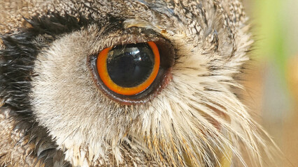 Close-up of a cute owl with big round eyes looking straight ahead.