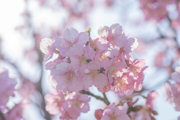 Obraz premium 日本の岡山県にある浦安公園の河津桜