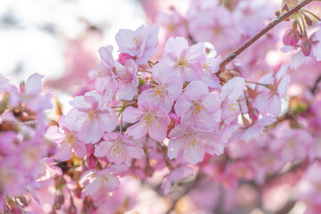 日本の岡山県にある浦安公園の河津桜