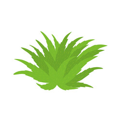 Obraz premium Green aloe vera plant illustration. Herbal plant. Aloe vera flat design. Aloe vera plant vector. Aloe vera skincare
