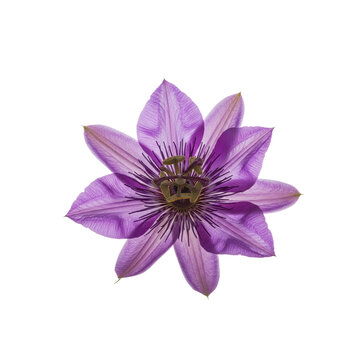 Purple Passion Flower Isolated on Transparent Background