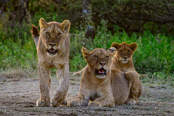 Fototapeta premium lion cub and lioness in Ndutu Tanzania