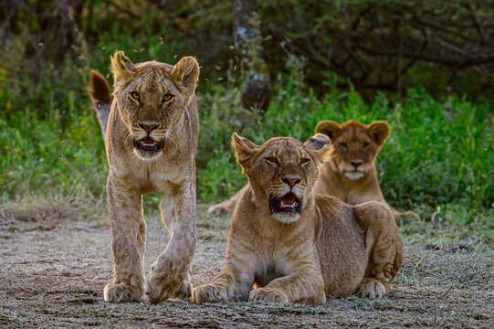 lion cub and lioness in Ndutu Tanzania