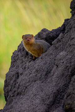 Dwarf Mongoose peaking from the burrow on a termite mound.