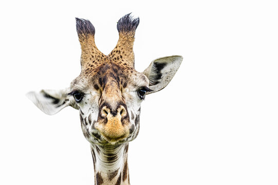 giraffe head isolated on white background