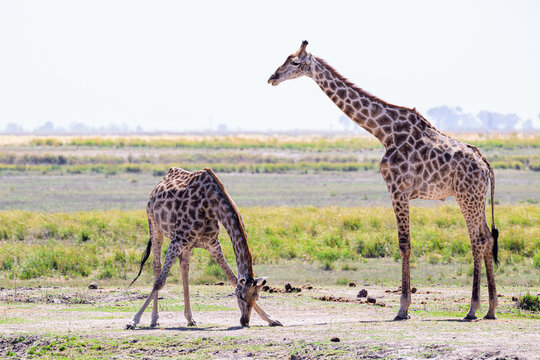 giraffe in the savannah in Chobe national park, licking mineral rich soil