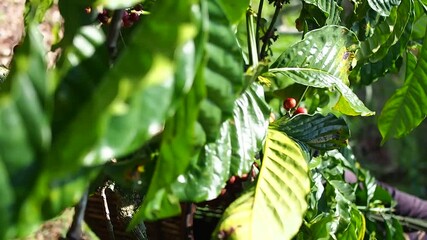 Close-up of Farmer's Hands in Gloves Picking Red and Green Coffee Cherries from Plant Branch into Basket