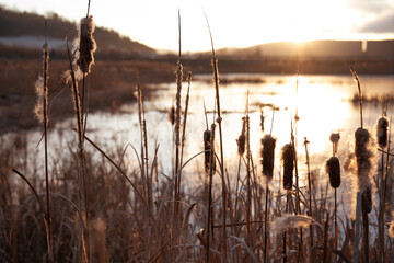 Winter landscape with a frozen lake or pond and reeds on shore. Atmospheric background with natural sunlight.