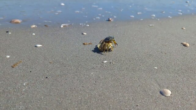 Strandkrabbe