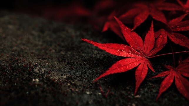 Vibrant red maple leaf with delicate crimson veins glistens with water droplets on dark textured ground, showcasing autumn's natural beauty. - Powered by Adobe