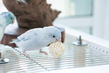 Cute blue pastel Pacific Parrotlet playing and chewing on a rattan ball toy on top of a wire cage.
