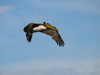 Obraz premium Peruvian Pelican Flying on Clear Blue Sky
