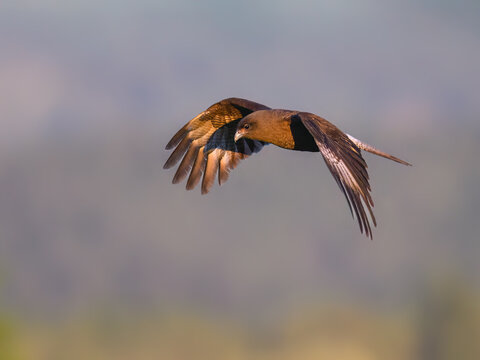 Chimango Caracara Soaring Over Green Landscape in Flight