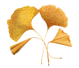 Ginkgo biloba dried yellow leaves pile isolated on white, top view	