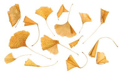 Set ginkgo biloba dried yellow leaves pile isolated on white, top view	