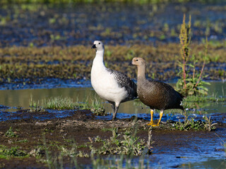 Pair of Upland Geese Standing in Wetland Habitat