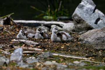 Fototapeta premium Ashy-Headed Goose Ducklings Resting on Shoreline Among Rocks