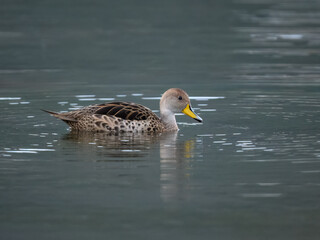 Fototapeta premium Yellow-billed Pintail Swimming in Serene Waters