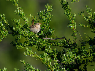 Grass Wren Camouflaged Among Green Shrubs