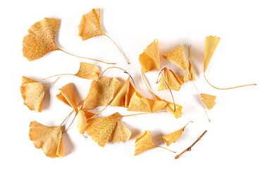 Ginkgo biloba dried yellow leaves pile isolated on white, top view	