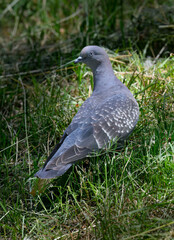 Spot-winged Pigeon foraging on Grass in Natural Habitat