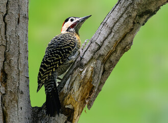 Green-Barred Woodpecker Climbing a Tree Trunk on Green Background