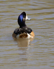 Chiloe Wigeon Male Swimming in Calm Waters