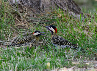 Green-Barred Woodpeckers foraging on Grass Near Tree Base