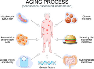 Aging process. Senescence-associated inflammation