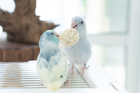 Two cute blue and yellow pastel Pacific Parrotlets playing with a rattan ball toy together on a wire cage.