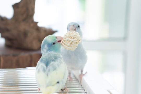 Two cute blue and yellow pastel Pacific Parrotlets playing with a rattan ball toy together on a wire cage.