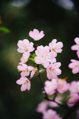 Obraz premium Pink crabapple blossoms on branch in spring
