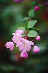 Fototapeta premium Close-up of pink crabapple blossoms and buds on a branch
